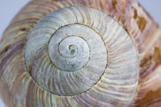 snail-1186245_1920